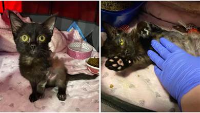 小黑貓因為大火，身體和腳趾全受傷，志工照顧8周後，新主人遠道驅車收編牠