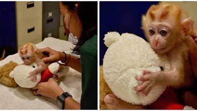 被救的小猴子哭著找媽媽，志工給牠「玩偶」，牠緊緊抱住：有媽媽的溫暖