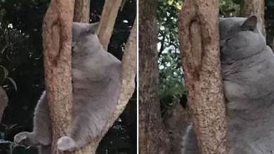 遠看貓咪被卡樹上「一臉糾結」，走近了卻「差點笑噴」：「還挺會找地方！」