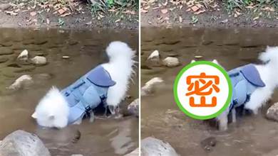 狗狗跑到河邊，直接將頭伸進了水里，抬頭那一刻原諒我不厚道笑了