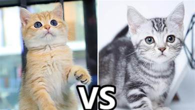 「英短貓」和「美短貓」的差別很大，弄明白再養才不吃虧