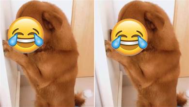 狗狗拆家被罰站，面壁思過時的眼神，讓網友笑噴：牠好像知道錯了