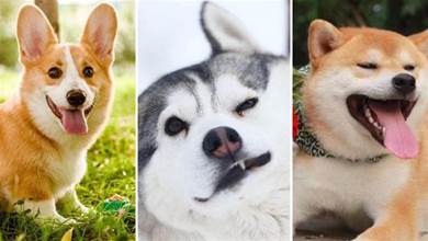 6種最燒錢的狗狗，你家狗上榜了嗎？