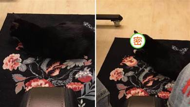 網友曬出自家黑貓照片，毛色與地毯融為一體，網友笑噴：地毯長眼睛了？