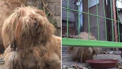 狗狗在廢棄房子生活2年，全身毛髮打結像拖布，只為等主人回來