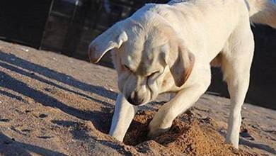 狗狗為什麼喜歡刨土呢？并不是無事可做，而是和這5個原因有關