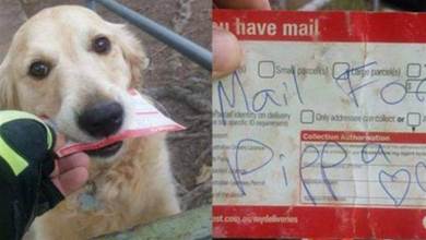 狗狗每日蹲守郵遞員，只是為了收信，郵遞員還專門為它寫信！