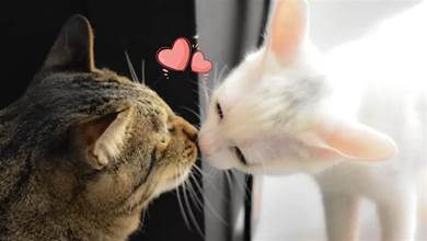 在貓咪眼中，「鼻吻」代表了這5種含義，別再拒絕它了