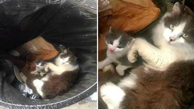 貓咪一家被困在垃圾桶內，為了不讓它們再流浪，女孩的做法太有愛了