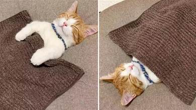 小貓喜歡仰躺著睡覺，主人給它蓋了毛巾：天冷別著涼哦~