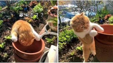 鏟屎官將小魚乾藏到花盆里，害的貓咪到處找，都急（饞）哭了！貓貓：好想吃呀QAQ