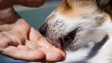 狗狗「舔人」很臟?其實并不是，舔你是有這6大好處，看完你還會推開它嗎?