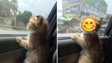 主人開車帶喵咪兜風，貓咪看著窗外的風景，呆萌表情讓人笑翻！