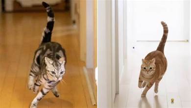 為什麼貓咪會突然像瘋了一樣，滿屋子亂竄？原因有這6個