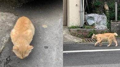 路邊撿到一只受傷橘貓，養了半年后被可愛到了：也太漂亮了吧