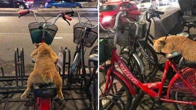 路人取腳踏車時，發現上面趴了只橘貓：要收小魚干作為看車費嗎？