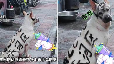 修車店主人怕狗狗走丟，為其全身涂鴉，網友：狗狗不要面子？