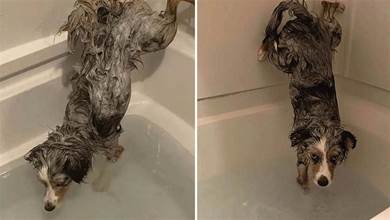 狗狗愿意配合主人洗澡，但是不能弄濕它的屁股，這是有多金貴啊
