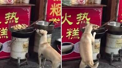 偷臭豆腐的流浪狗，被老板抓了個現行，老板：留下當看門狗，還債