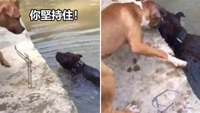 狗狗不慎掉進河里，同伴發現以后，做出的舉動令人濕潤了眼眶