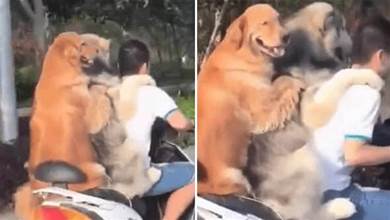 2只狗狗第一次坐電動車，臉上笑開了花，主人在前面可不好受：你倆老實點！