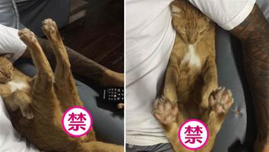 貓咪依偎在主人懷里睡覺，后腿不自覺的抬起來，這是什麼奇葩睡姿