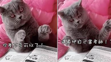 主人給貓咪上課，批評它時還奮力反抗，貓：真當自己是老師了？