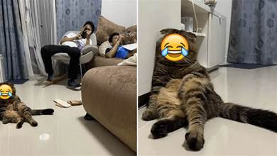 不是一家人不進一家門！主人躺在沙發上玩手機，貓咪竟一模一樣的學了起來，表情令網友笑噴：可以去參加模仿秀了！