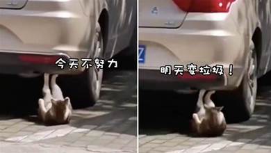 貓咪躺在汽車的下面，竟在回來的做仰臥起坐，網友：要不要這麼「卷」啊！