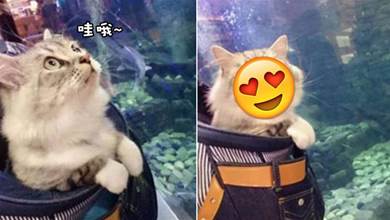 鏟屎官帶貓咪去水族館，看著滿眼的小魚乾，貓咪的表情亮了：主人，這就是天堂！