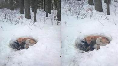 狗媽在暴風雪中產子，用身體為孩子擋住嚴寒，六只小狗奇跡般生存下來，感動全網！