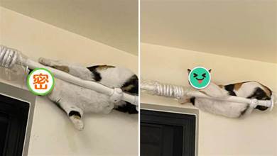 喵界小龍女！胖貓喜歡睡在窗簾桿上，主人無奈：你在練什麼武功？