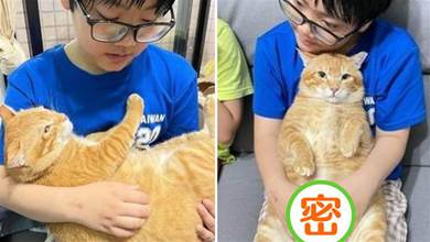 十個橘貓九個胖！ 領養橘貓養3個月她說有變瘦，網見肥厚大肚腩笑噴：你確定？