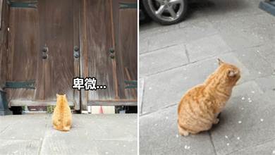 一只橘貓坐在門口，感覺像是被逐出了師門，網友笑噴：是因為太能吃了嗎 ？