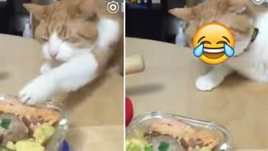主人將咸魚便當放在桌上，橘貓想偷吃被發現，那表情笑翻了~