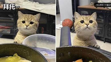 網友家貓咪是只「小饞貓」，每次吃飯都要跑過來看著主人：拜托~可以給喵喵也嘗一口咩？