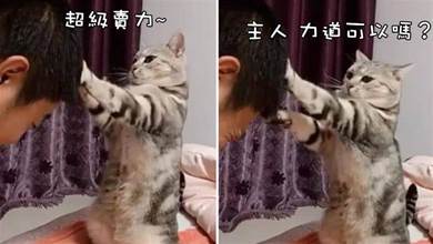 貓咪獨創按摩技巧，直立身子就開始給主人按摩頭，主人：太舒服