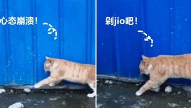 愛干凈的橘貓，走路非要走石頭上，卻不慎滑落：jiojio還能要嗎？