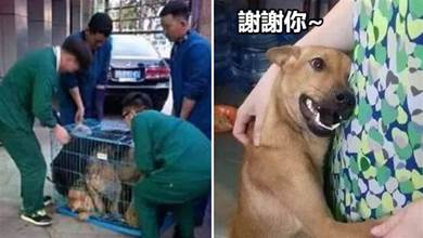 狗狗從屠宰場被救出后，緊抱主人眼含淚水，很多人看到都淚目了