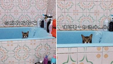 網友準備洗澡，卻發現貓咪已跳進浴缸里等著了，貓：你脫衣服干嘛