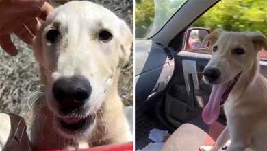 荒郊野外偶遇流浪狗，賴在好心人的車子里不離開，該不該留下它？
