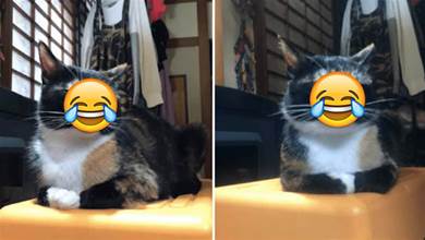網友養貓兩三年了，從來不知道它眼睛是睜著還是閉著的，貓貓：這是我「新款墨鏡」，喜歡嗎？