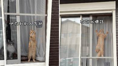 網友在和鄰居聊天，貓咪趴在窗戶上監視著：告訴你，別說我壞話哦