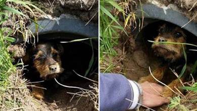 流浪狗躲在下水道中，男子發現后救了它，狗狗的反應讓人心酸