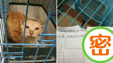 網友撿到一只橘貓，以為是別人不要的很氣憤，不料看到籠子里的紙條心超暖❤