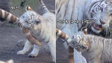 小老虎追著媽媽的尾巴咬，虎媽看到后滿臉震驚：這不是逗貓棒啊！