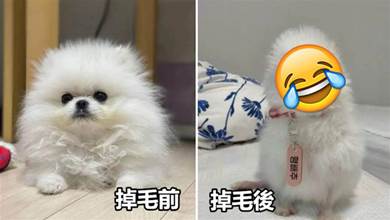 網友家博美掉毛太嚴重，竟連jiojio都禿了，照片發到網上逗笑數萬網友：這不是鸚鵡嗎？