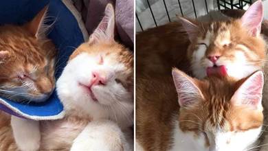 兩橘貓共用一只眼睛，緊緊擁抱不離不棄，喵：可愛不能被生活打敗