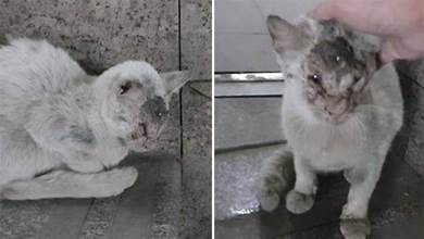 流浪貓臉部受傷感染嚴重，好心人救治后帶回家，2個月后顏值驚呆網友：好美啊~