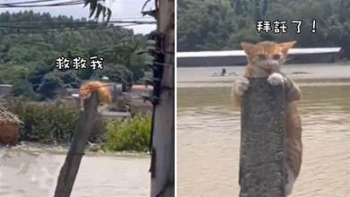 洪水中發現1只貓咪，消防員打算返回時救援：要堅持住啊